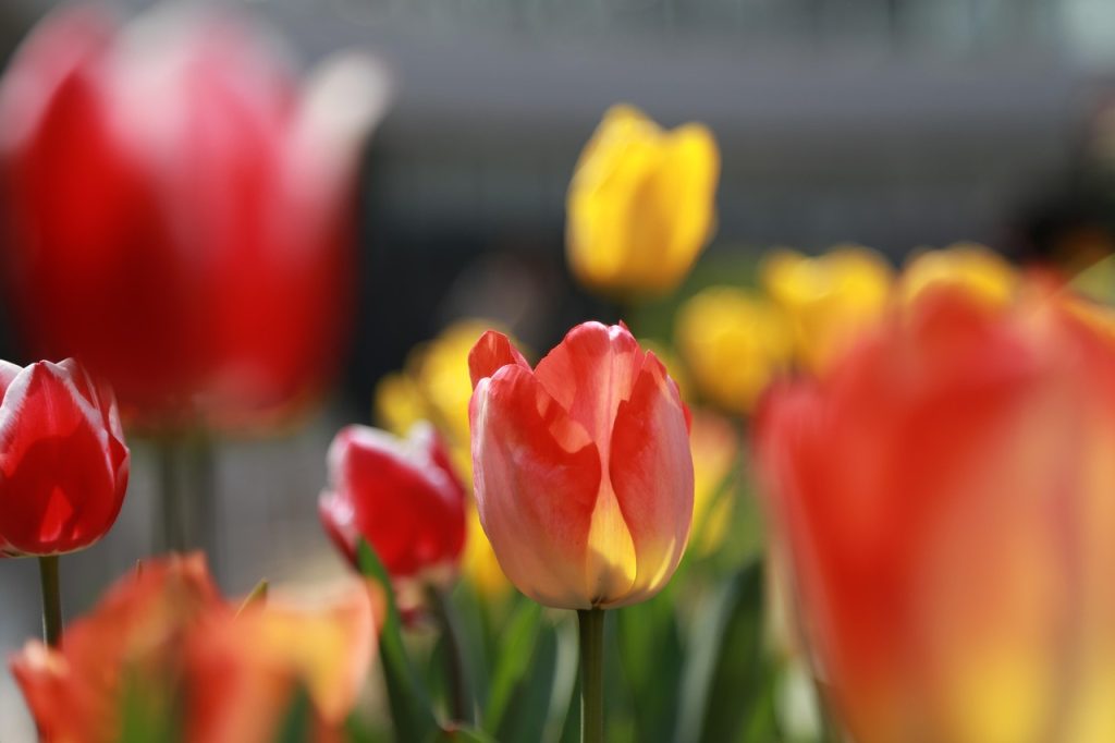 Visiter les Pays-Bas en road trip moto