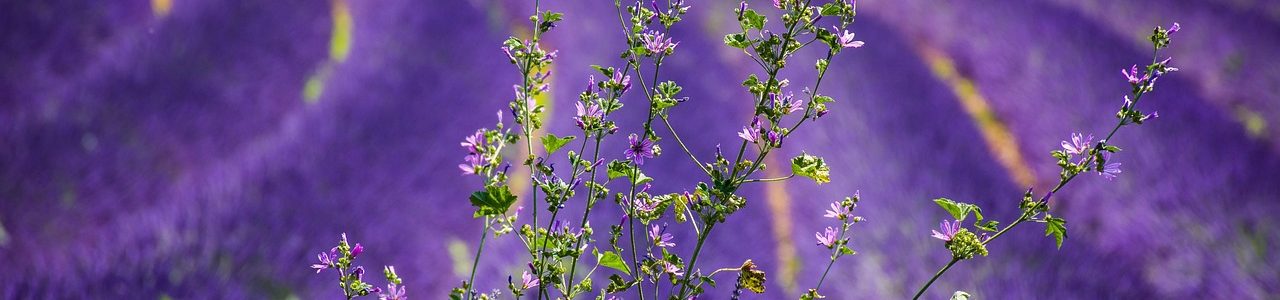 La France en moto, le guide ultime